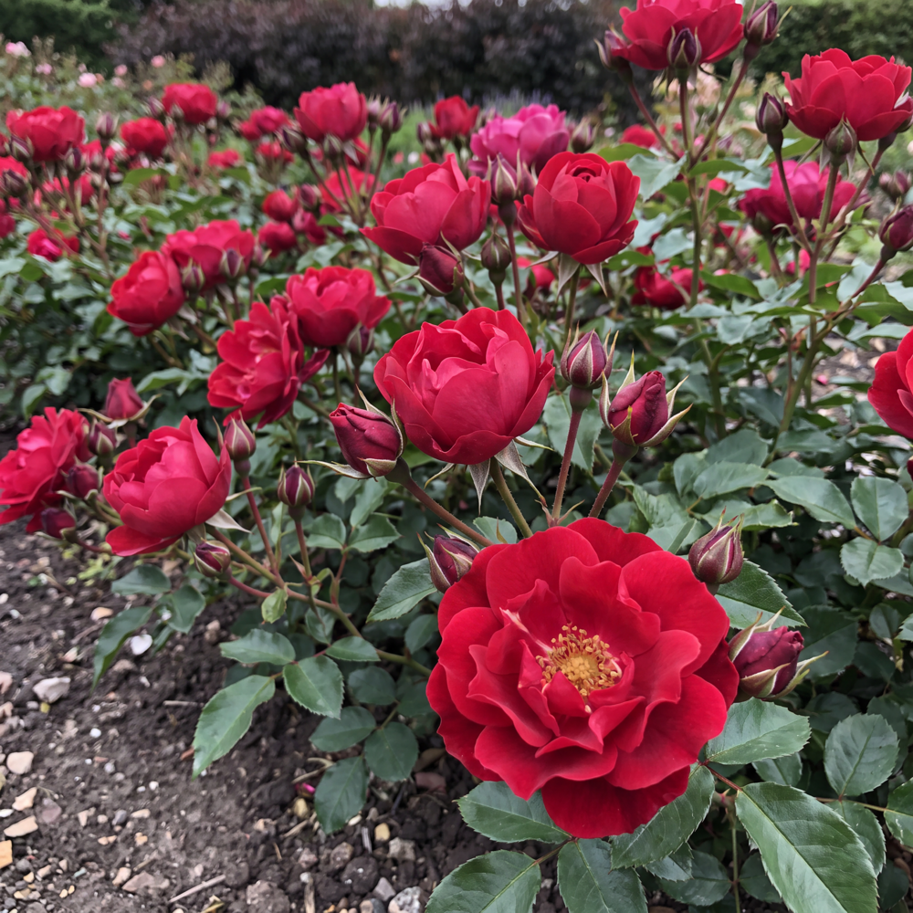 Rose 'Rotilla'